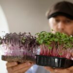 сонник ростки растений значение и толкование