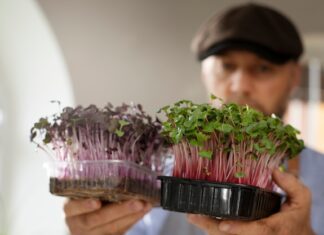 сонник ростки растений значение и толкование