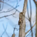 сонник засохшее дерево значение и толкование