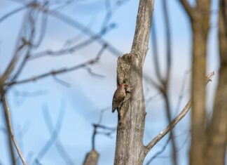 сонник засохшее дерево значение и толкование