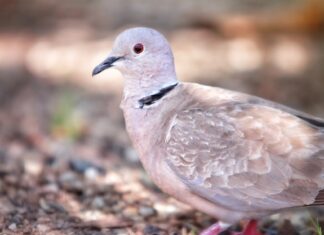 приснилось много голубей значение и толкование