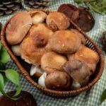 сон о грибах значение и толкование