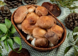 сон о грибах значение и толкование