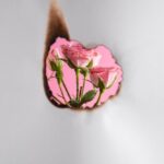 роза в эзотерике значение и символизм