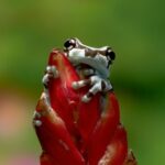 дева какое животное по гороскопу и его значение