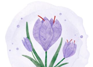 люпин цветок значение символика и применение