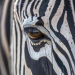 Зебра из сметаны необычный десерт своими руками