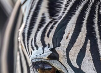 Зебра из сметаны необычный десерт своими руками