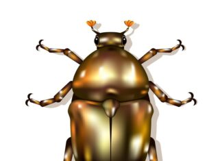 Сонник черные жуки значение и толкование