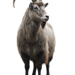 Сонник горный козел значение и толкование сна