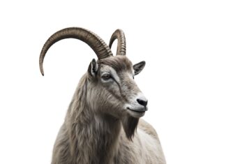 Сонник горный козел значение и толкование сна