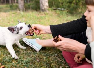 Что значит если приснилась агрессивная собака