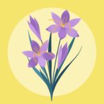 Значение цветка крокус в истории и культуре
