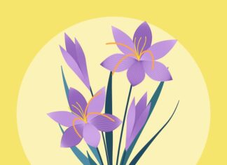 Значение цветка крокус в истории и культуре