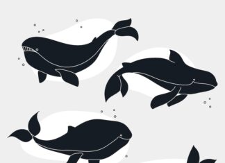 Значение тату кит символика и смысл