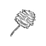 Гинкго символ долголетия и стойкости в культурах мира