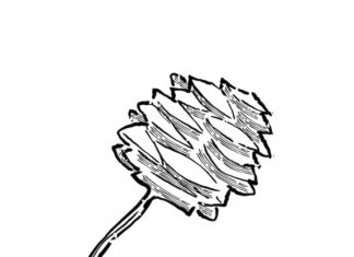 Гинкго символ долголетия и стойкости в культурах мира