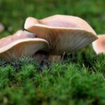 Грибы опята во сне значение и толкование