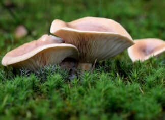 Грибы опята во сне значение и толкование