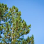 Высокие деревья во сне значение и толкование