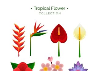 Значение цветка стрелиция в символике и флористике