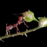 Как готовится муравейник секреты строительства