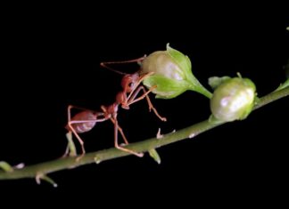 Как готовится муравейник секреты строительства