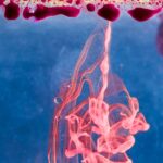 Рак третья декада знаки зодиака и их влияние