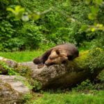 Что символизирует медведь в культуре и мифах