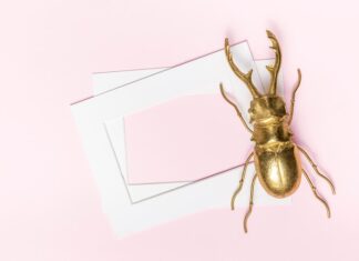 Как выглядит жучок описание и внешние признаки