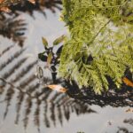 Водолей и его дерево по гороскопу