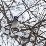 Значение птицы сойка в природе и культуре