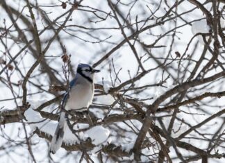 Значение птицы сойка в природе и культуре
