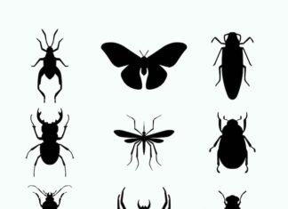 Сонник жук черный значение и толкование