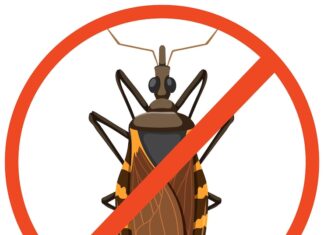 Таракан как символ в разных культурах и мифологии