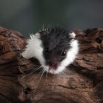 Приснились мертвые мыши значение и толкование сна