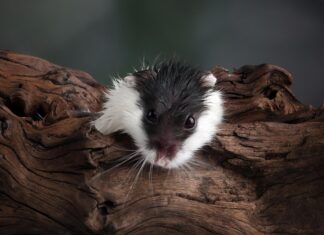 Приснились мертвые мыши значение и толкование сна