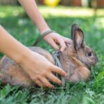 Сколько тушить кролика и как правильно это делать