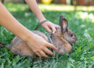 Сколько тушить кролика и как правильно это делать