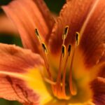 Значение оранжевых лилий