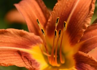 Значение оранжевых лилий