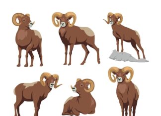 Овен: какой дом подходит для представителей этого знака зодиака