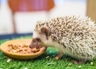 Мастерим ежиков: пошаговое руководство