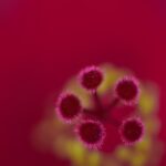 Малиновый цвет в психологии