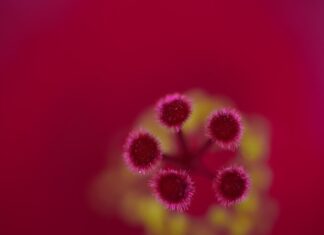 Малиновый цвет в психологии