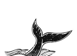 Значение татуировки акулы