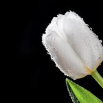Белый тюльпан: значение и символика
