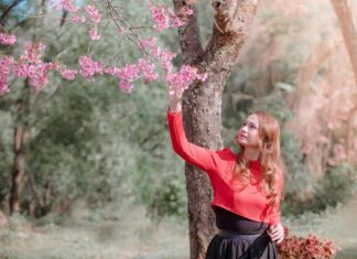 Сон о цветущем дереве с розовыми цветами