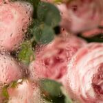 Приснились розовые пионы: значение сна