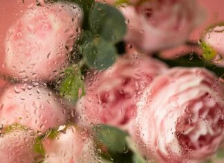 Приснились розовые пионы: значение сна